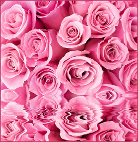Фотообои 6 листов Розовые розы оптом